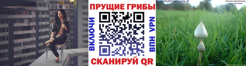Галлюциногенные грибы Psilocybe  Санкт-Петербург 